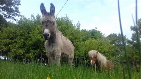 matchmaking donkey farm